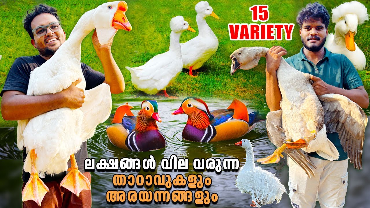 ലക്ഷങ്ങൾ വിലയുള്ള 15 വെറൈറ്റി താറാവുകൾ കേരളത്തിൽ ഇവിടെ മാത്രം🦆|Goose&Ducks|water birds|goose Farm