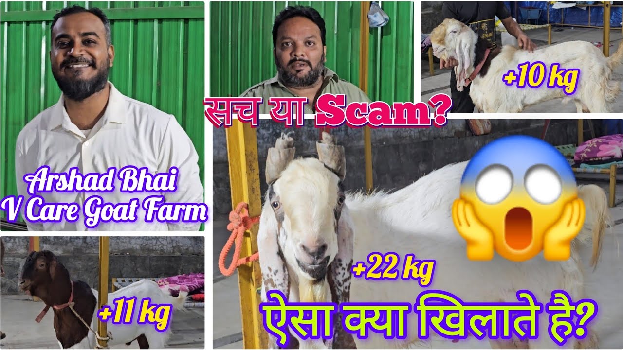 Sach Ya Scam? Arshad Bhai V Care Goat Farm | Aisa Kya Khilate Hai?