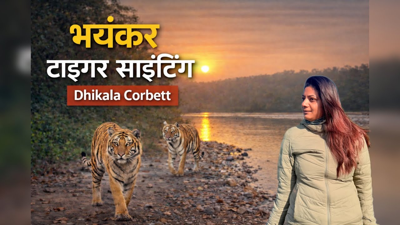 Dramatic encounter with the big cats of Dhikala 