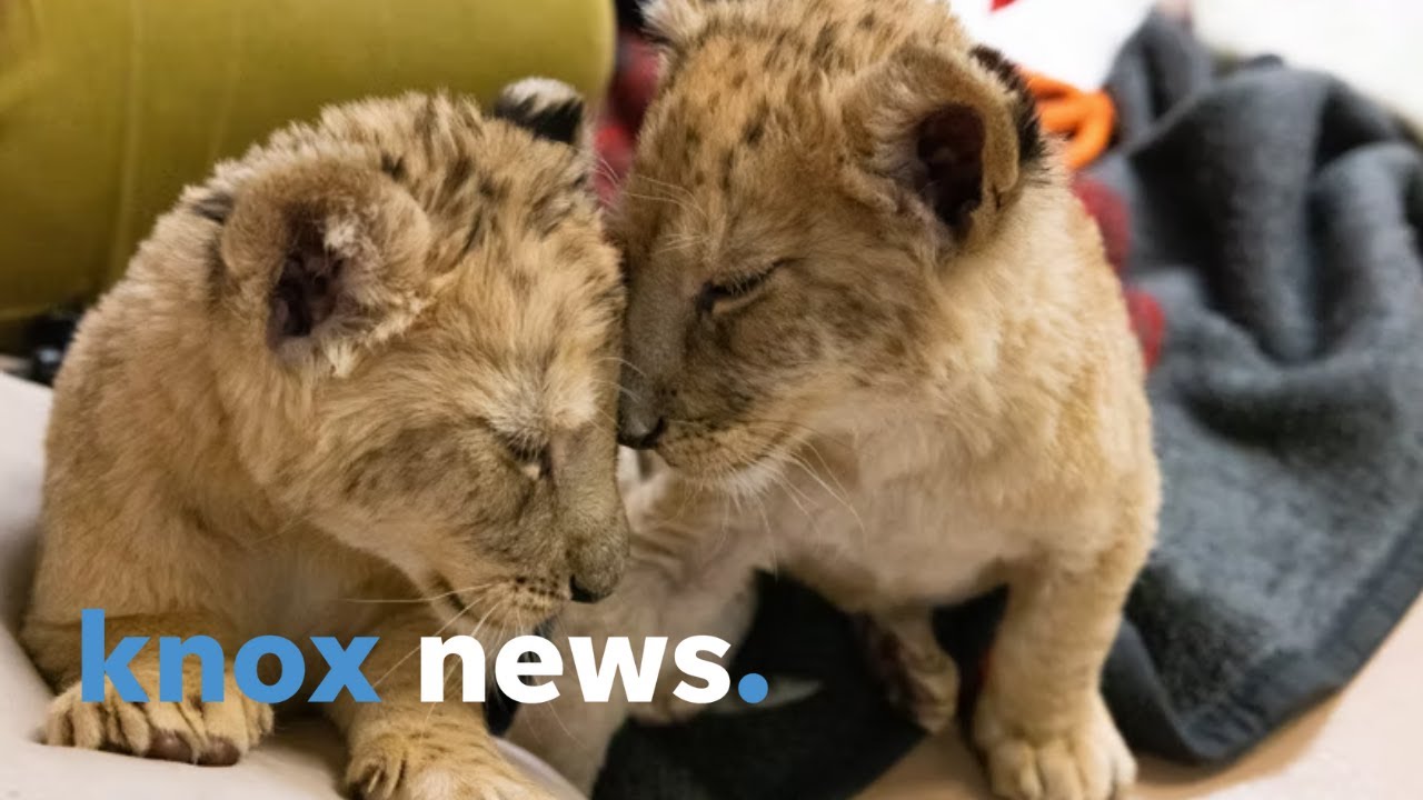 Cute video alert! First African lions born at Zoo Knoxville