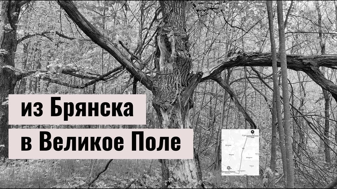 Деревня Великое Поле | старый погост в лесу | Калужская область | Жиздринский район