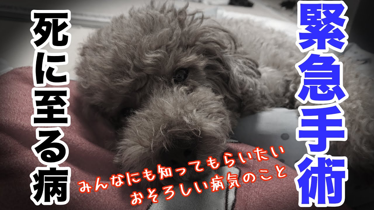 【トイプードル】椎間板ヘルニア発症から進行性脊髄軟化症になり手術をした時の話。みんなに知ってもらいたい恐ろしい病気の話。（前編）Intervertebral Disc Disease (IVDD)