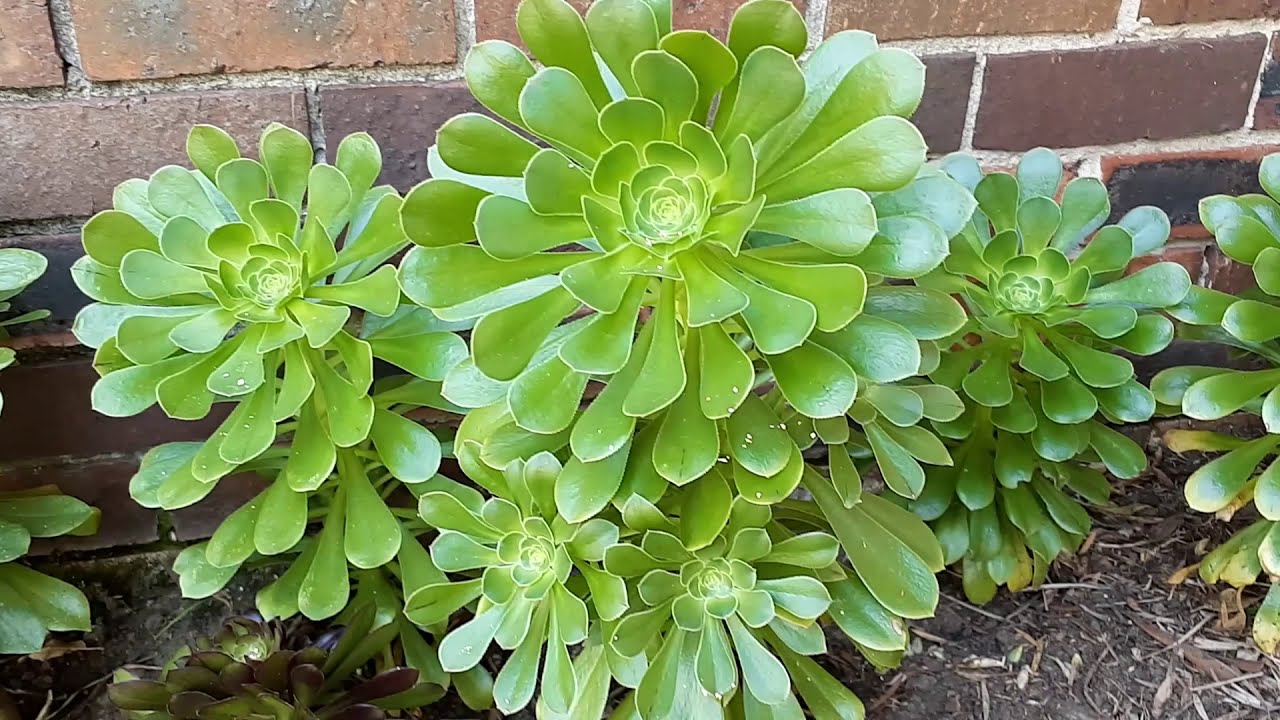 Уход и размножение эониума #SaucerPlant #Aeonium #Aeoniumundulatum