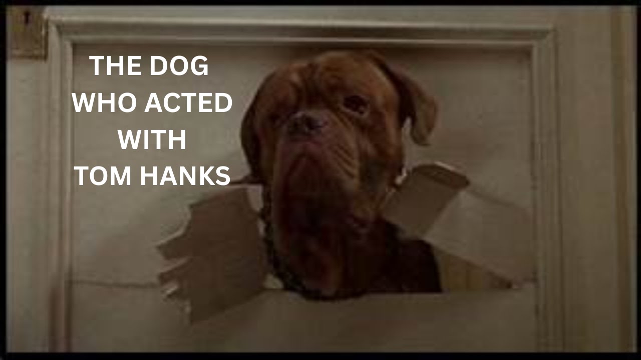 The Life of Turner and Hooch Dog