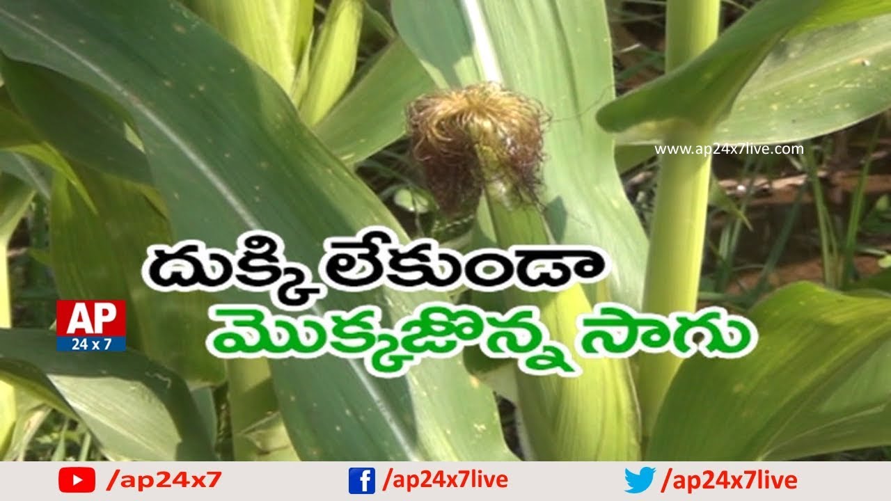 Success Story of Corn Cultivation | Mokkajonna Saagu | Rythu Ratham | AP24x7