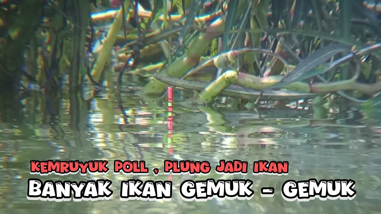 MANTAP❗KEMRUYUK POL BANYAK IKAN GEMUK - GEMUK SAWAH BANJIRAN || spot mancing ikan nila liar