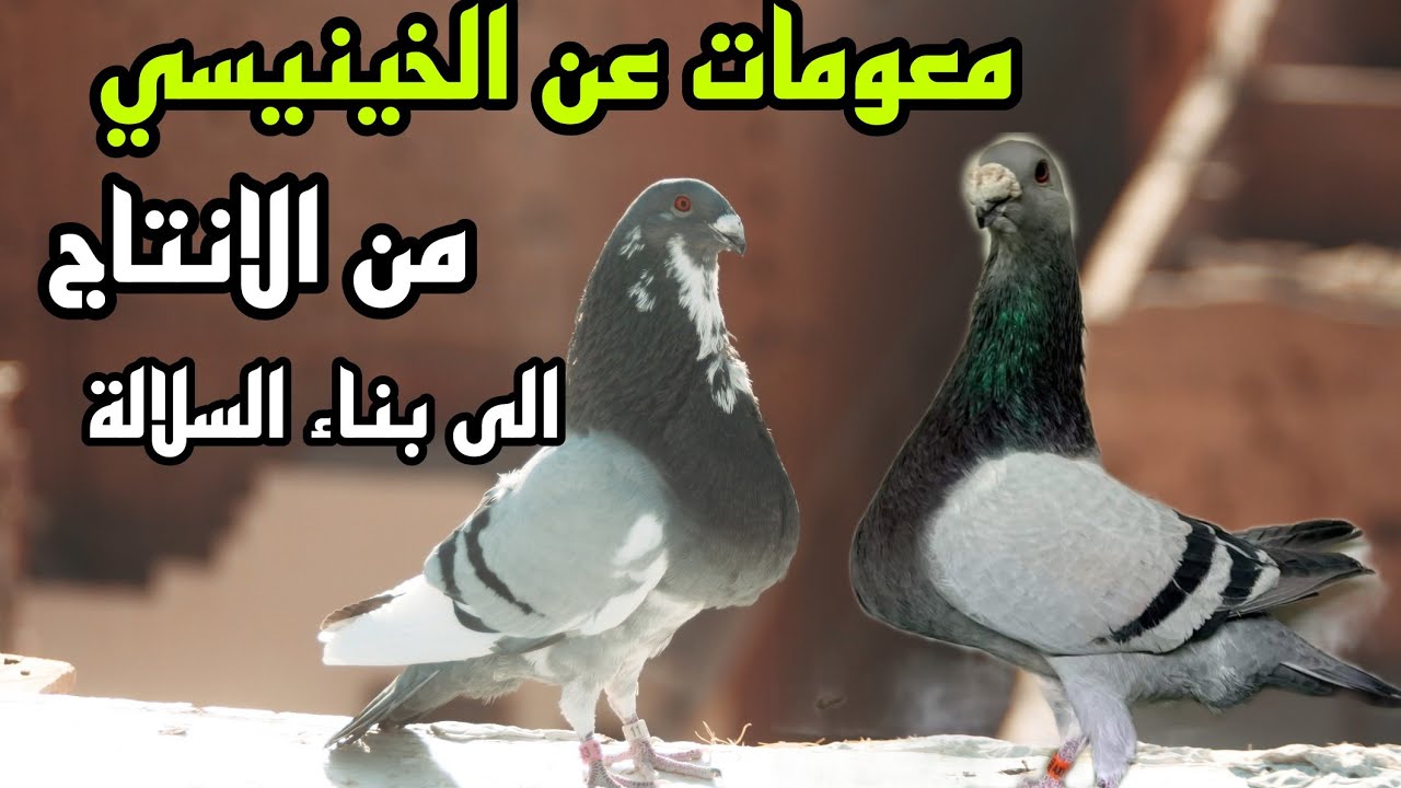 اهم معلومات عن الحمام الخينيسي كيفية الانتاج و فرمالة الحمام الزاجل