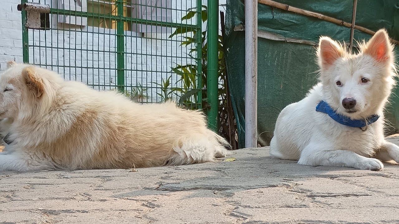 Life with Dogs is live chiku Coco tuntuni lovely friend YouTube family