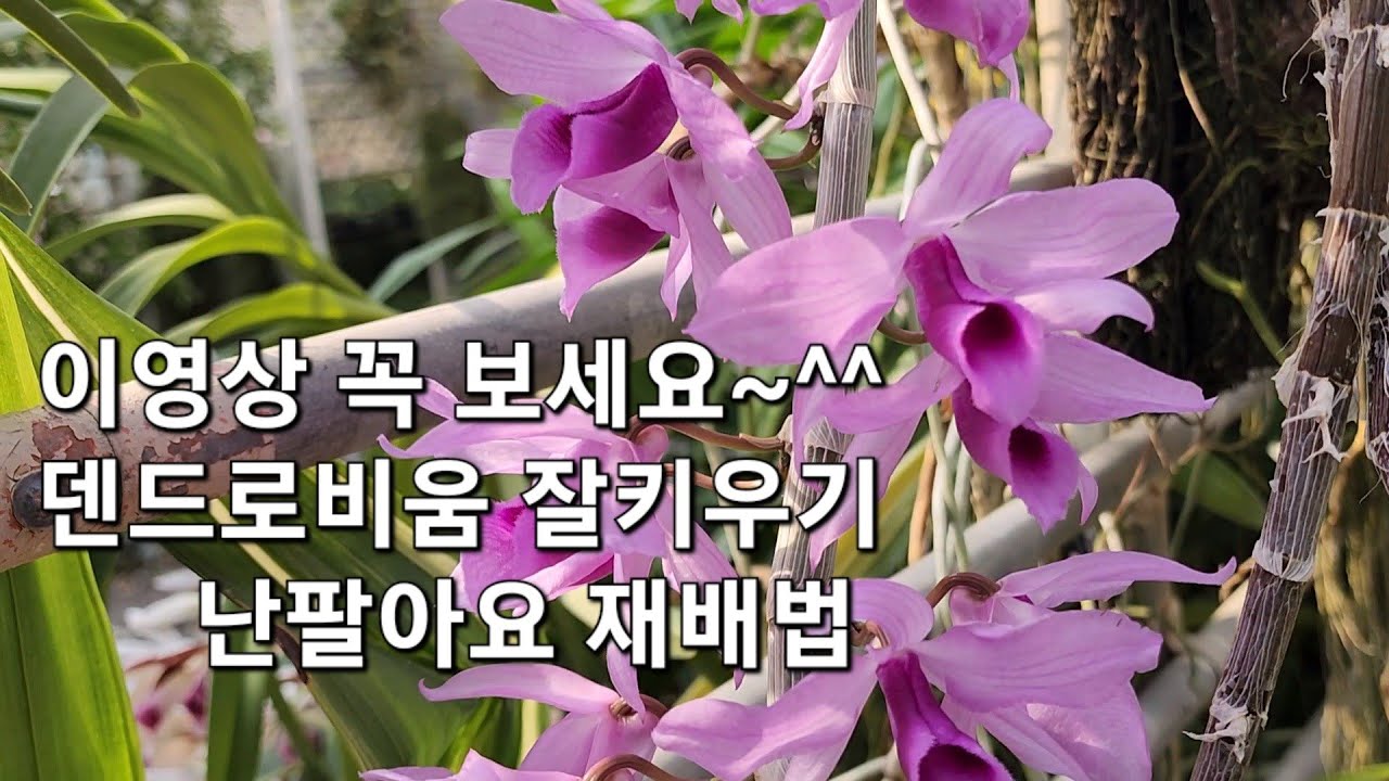 꼭꼭 보세요 ^^ 그것이알고싶다 덴드로비움 잘키우는법(난팔아요 재배법)