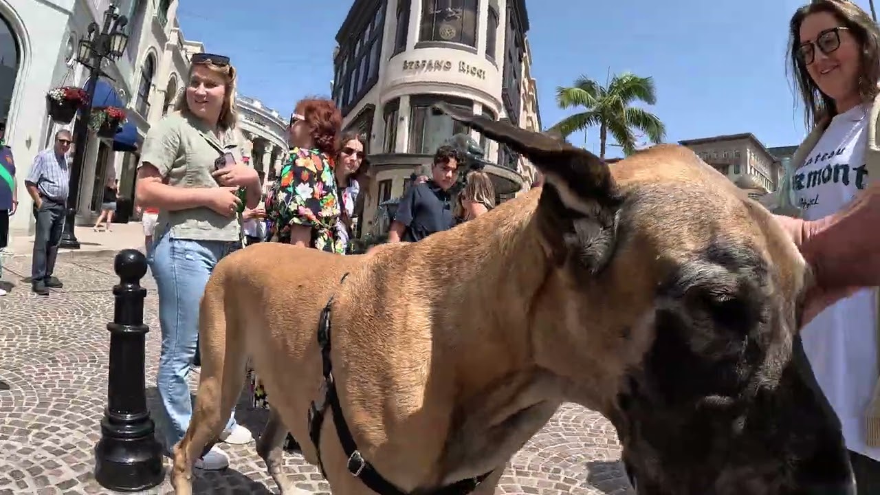 Cash 2.0 Great Dane on Rodeo Drive in Beverly Hills 85