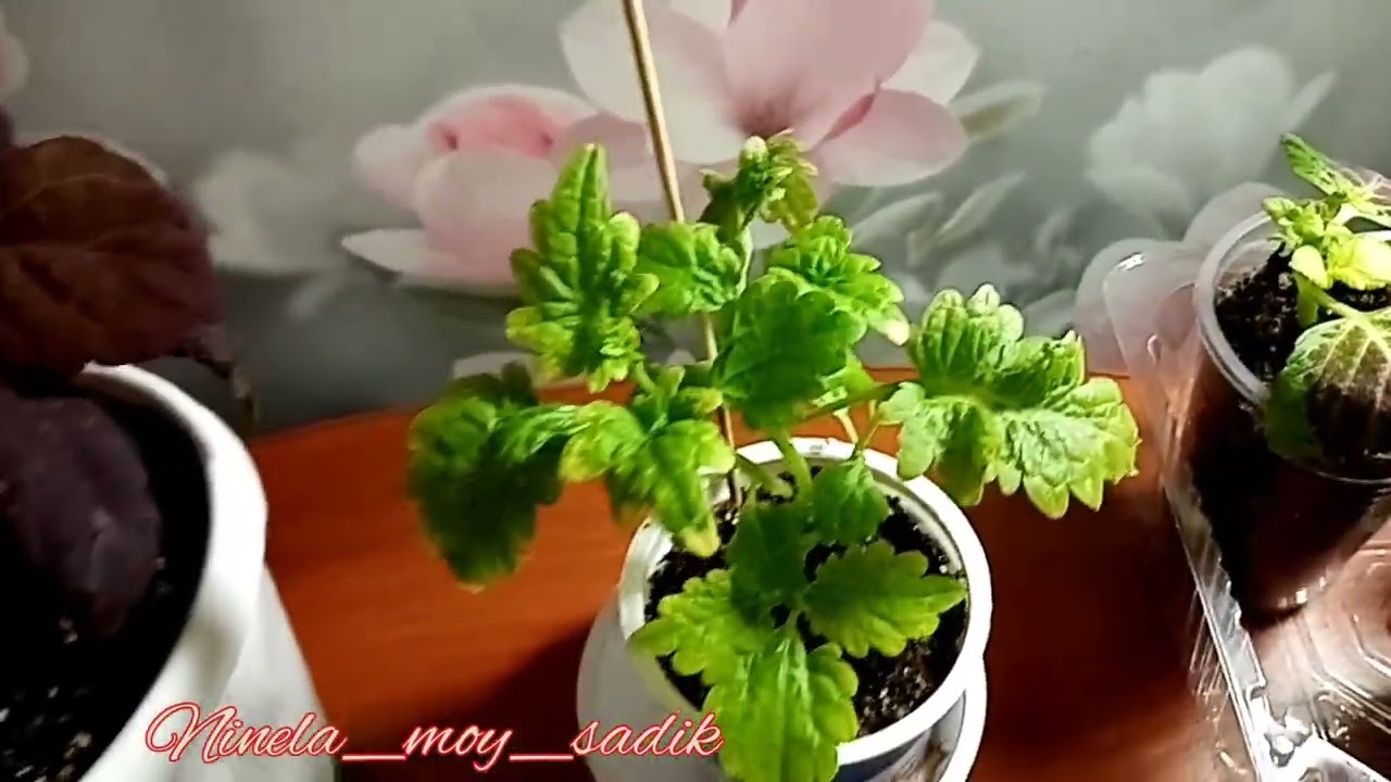 #Колеус