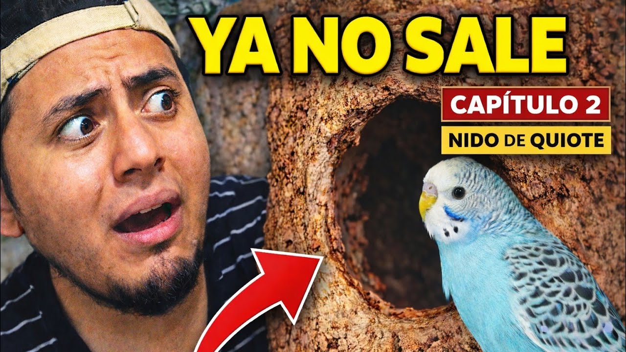 ENTRO AL NIDO DE QUIOTE Y EL MACHO  YA LA ALIMENTA