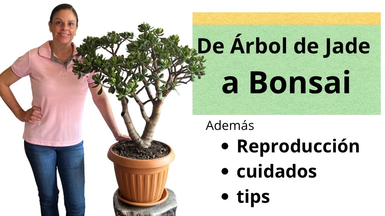 &iquest;C&oacute;mo reproducir el &Aacute;rbol de Jade?  Aprovecha los esquejes al hacerlo estilo Bonsai.