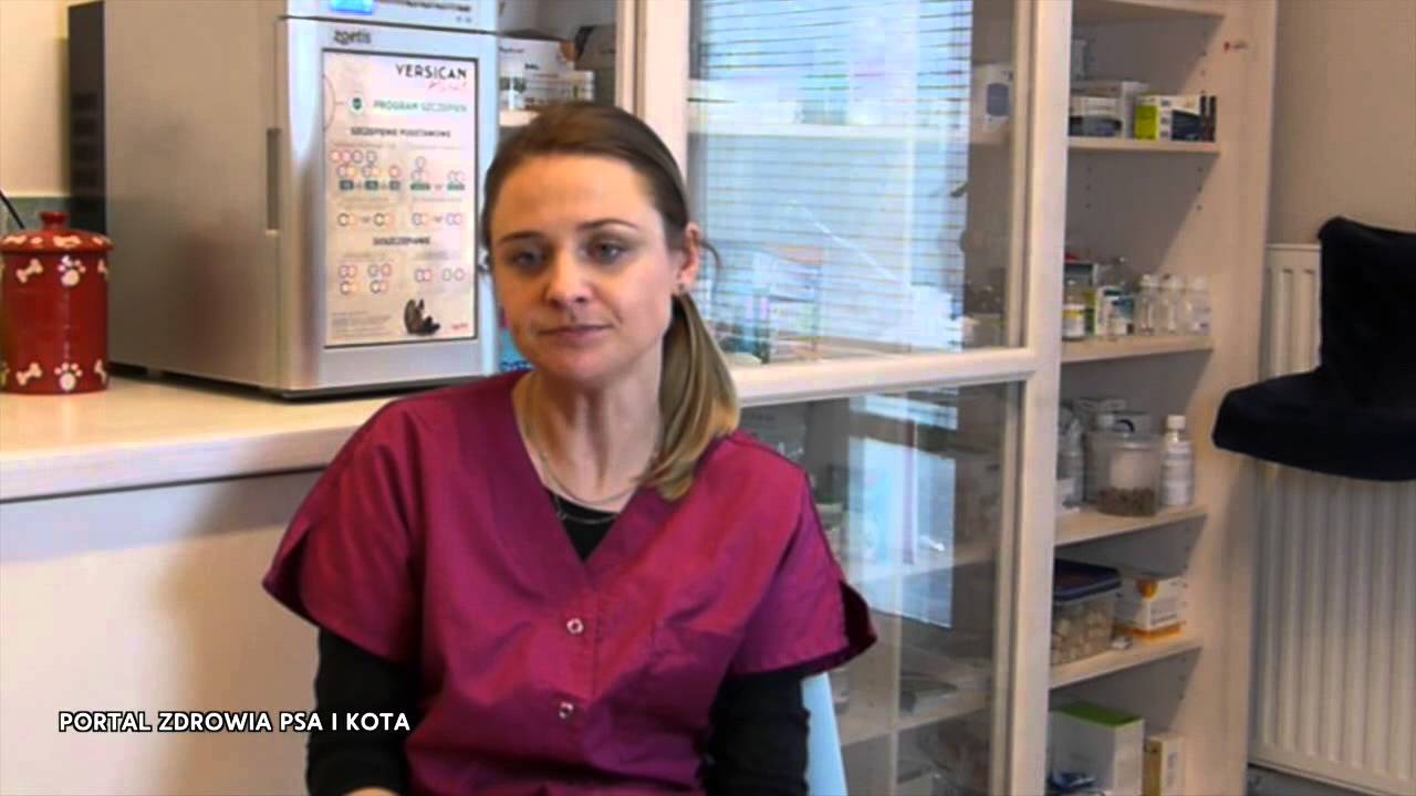 Babeszjoza | Babeszjoza u psów