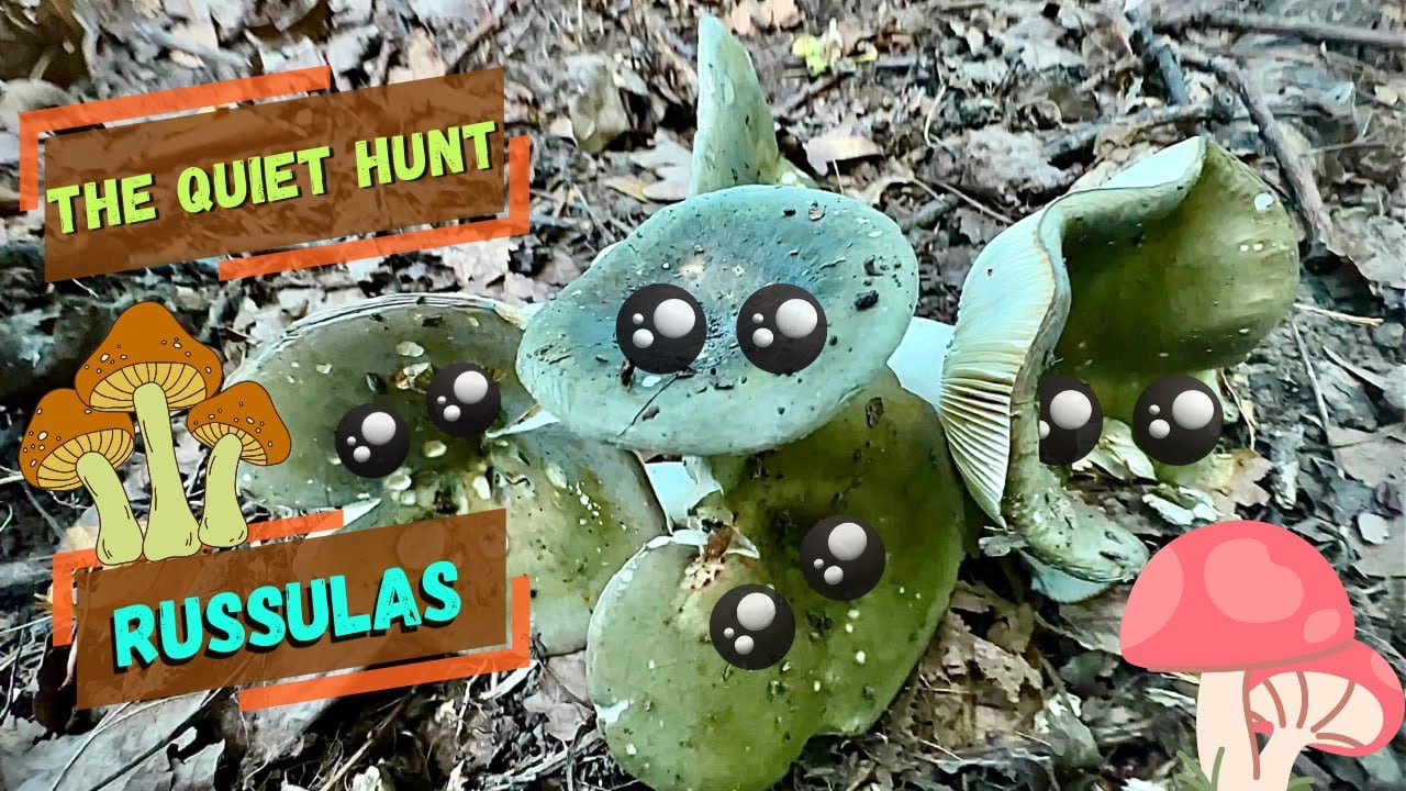 🍄&zwj;🟫 The quiet hunt | Russulas Mushrooms | No commentary 