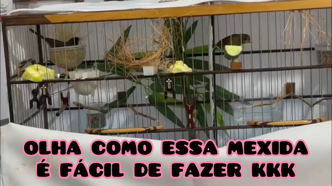 MEXIDA TRADICIONAL E MUITO FÁCIL DO COLEIRO REI DOS 200, olha isso 😱