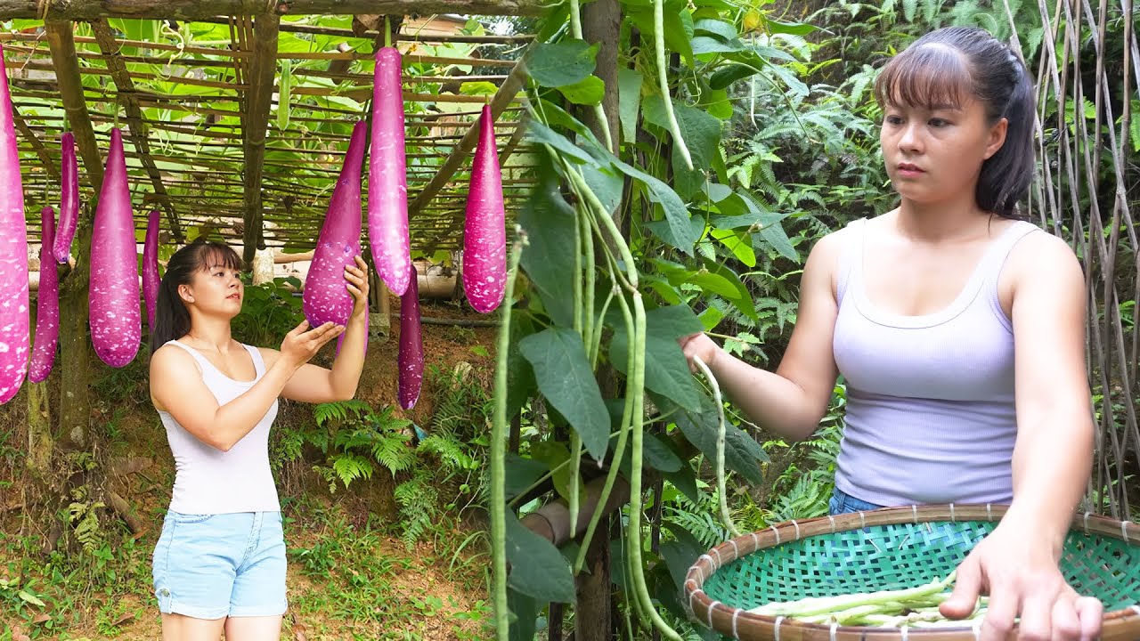 Harvesting Beans And Green Squash Go To Market Sell - Take Care of The Garden | Tiểu Vân Daily Life