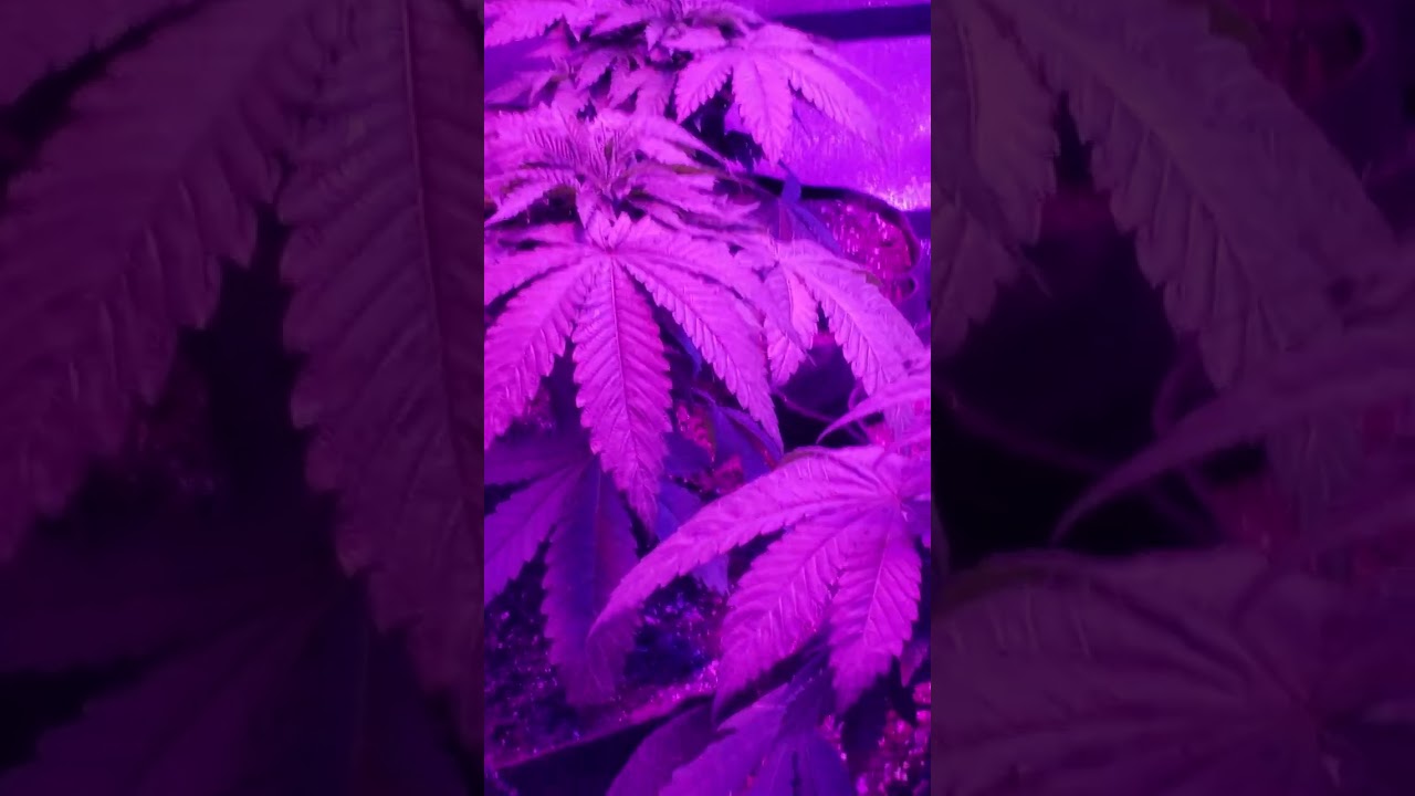 Grow Your Own Medical Cannabis