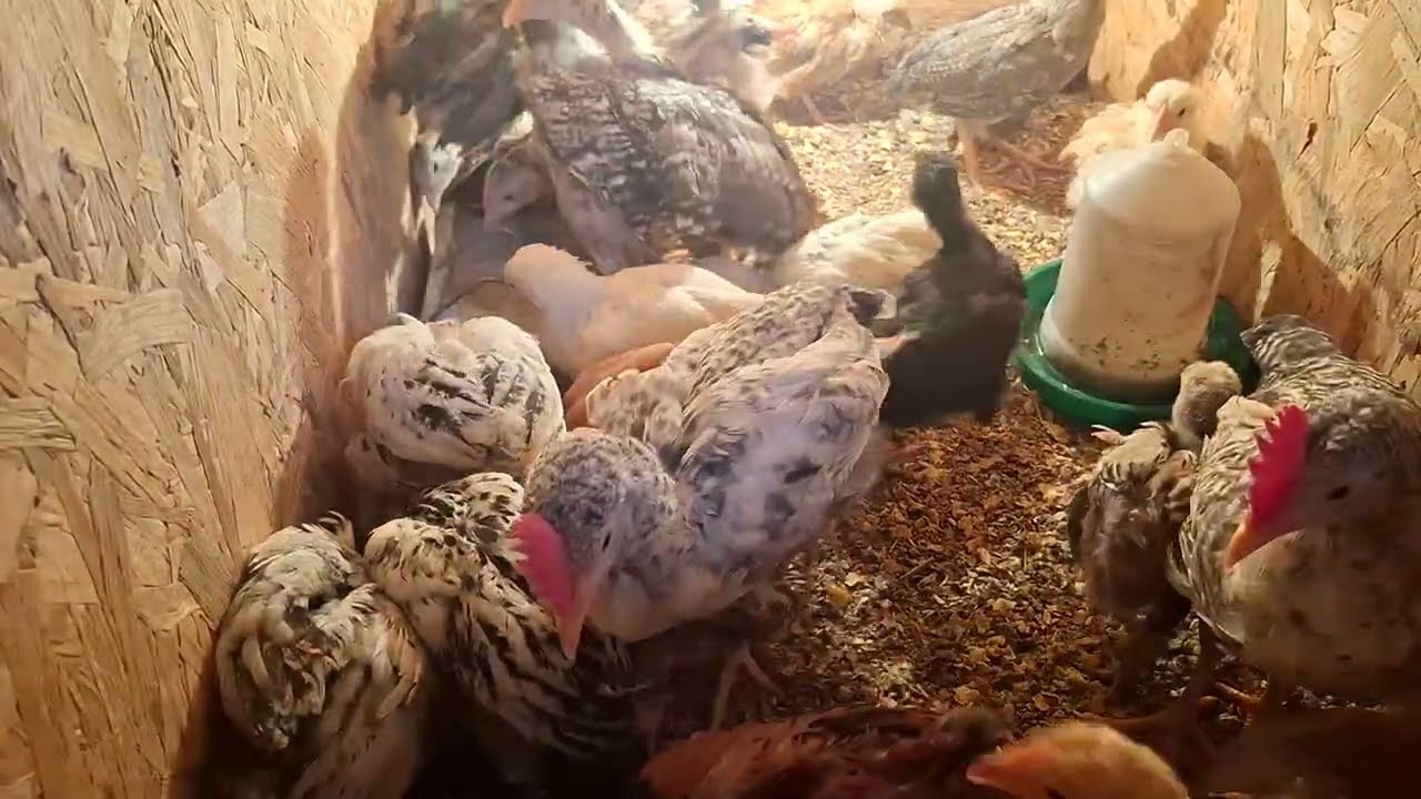 Melez köy civcivleri büyüdüler, kümese geçme vakti geldi.