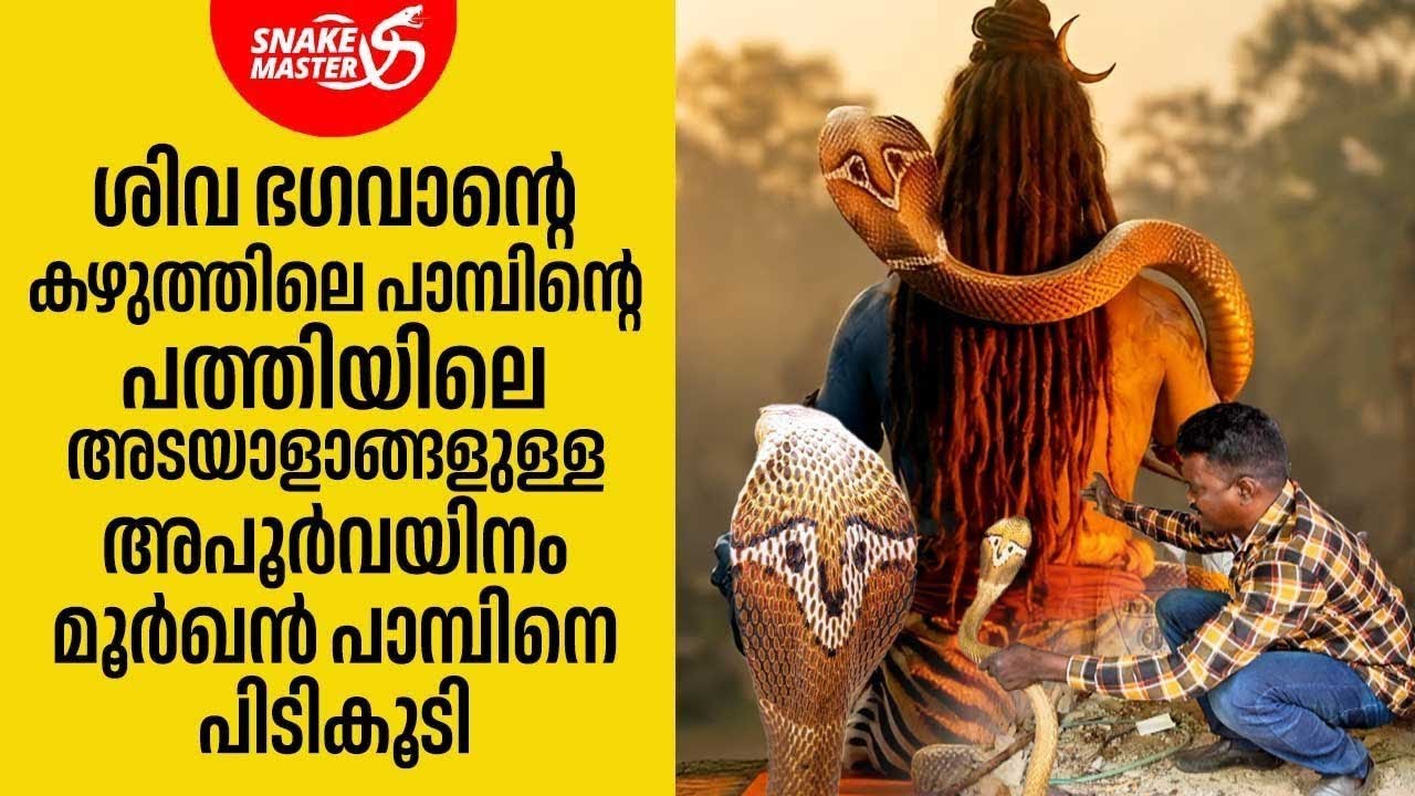 EP 23 | അപൂർവയിനം മൂർഖൻ പാമ്പിനെ പിടികൂടി | Rare Cobra Rescue | Vava Suresh | Snakemaster