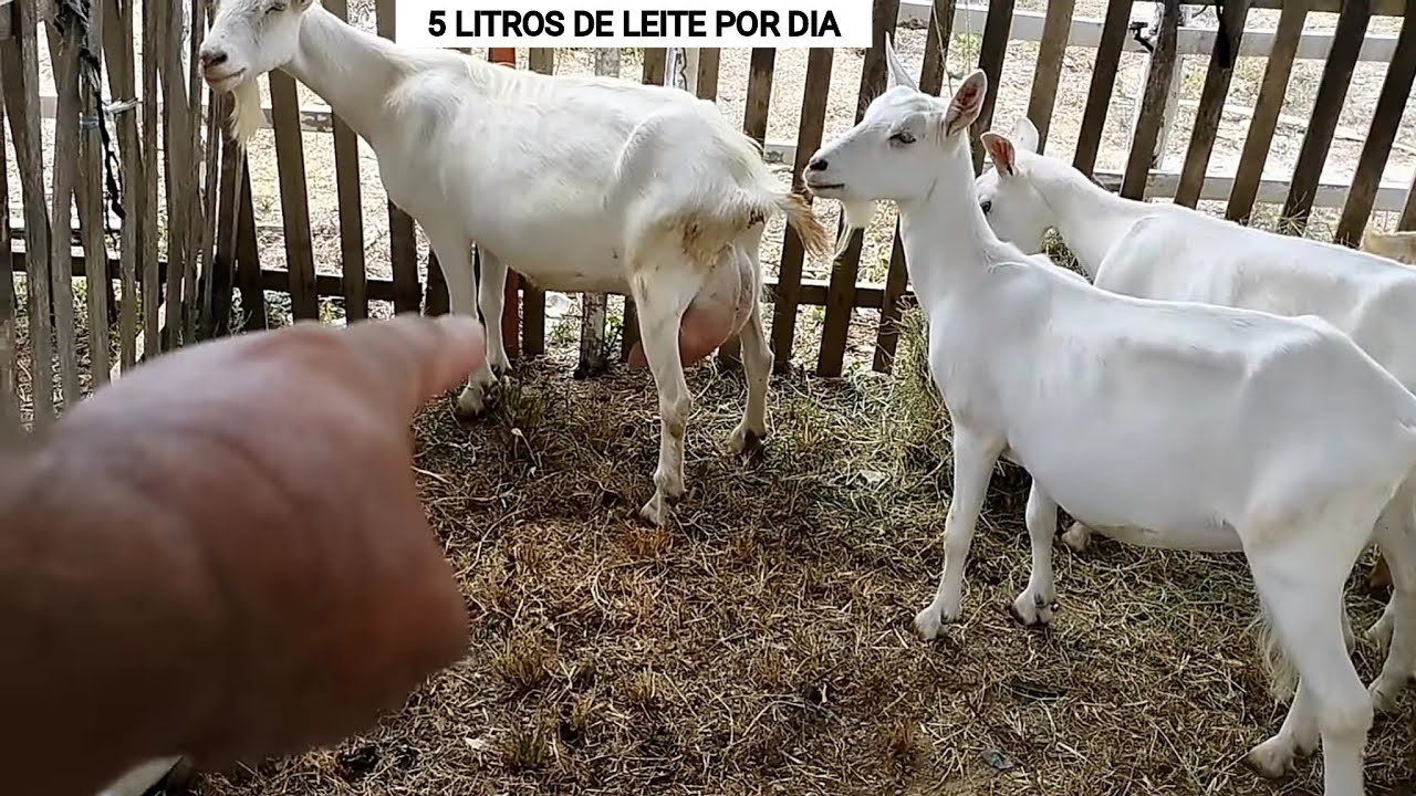 CABRAS LEITEIRAS DO AMIGO ERALDO À VENDA NA FEIRA DE ANIMAIS DE SANTA CECÍLIA-PB DOMINGO 29-01-2023