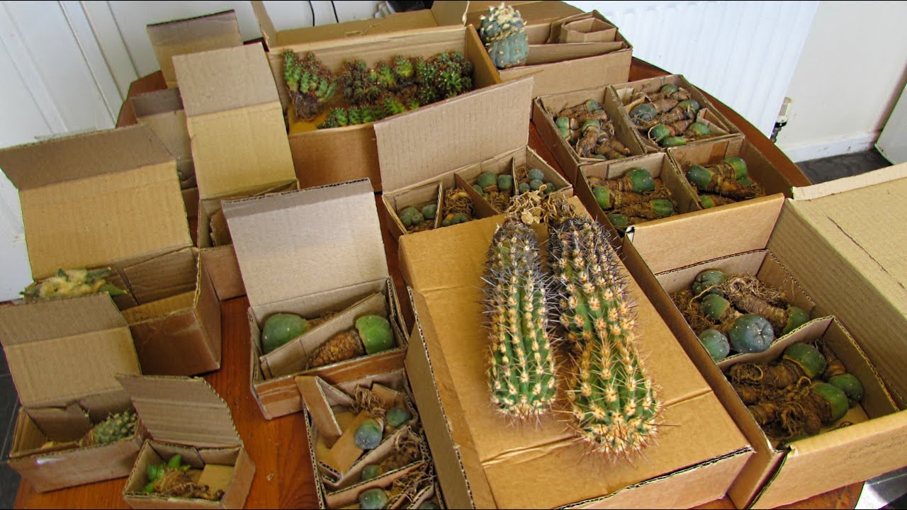 Rare Cactus Plants Unboxing - Unbelievable MUST WATCH