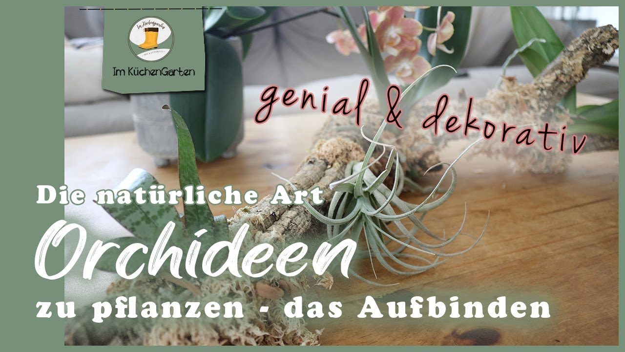 Orchideen aufbinden - ganz ohne Substrat