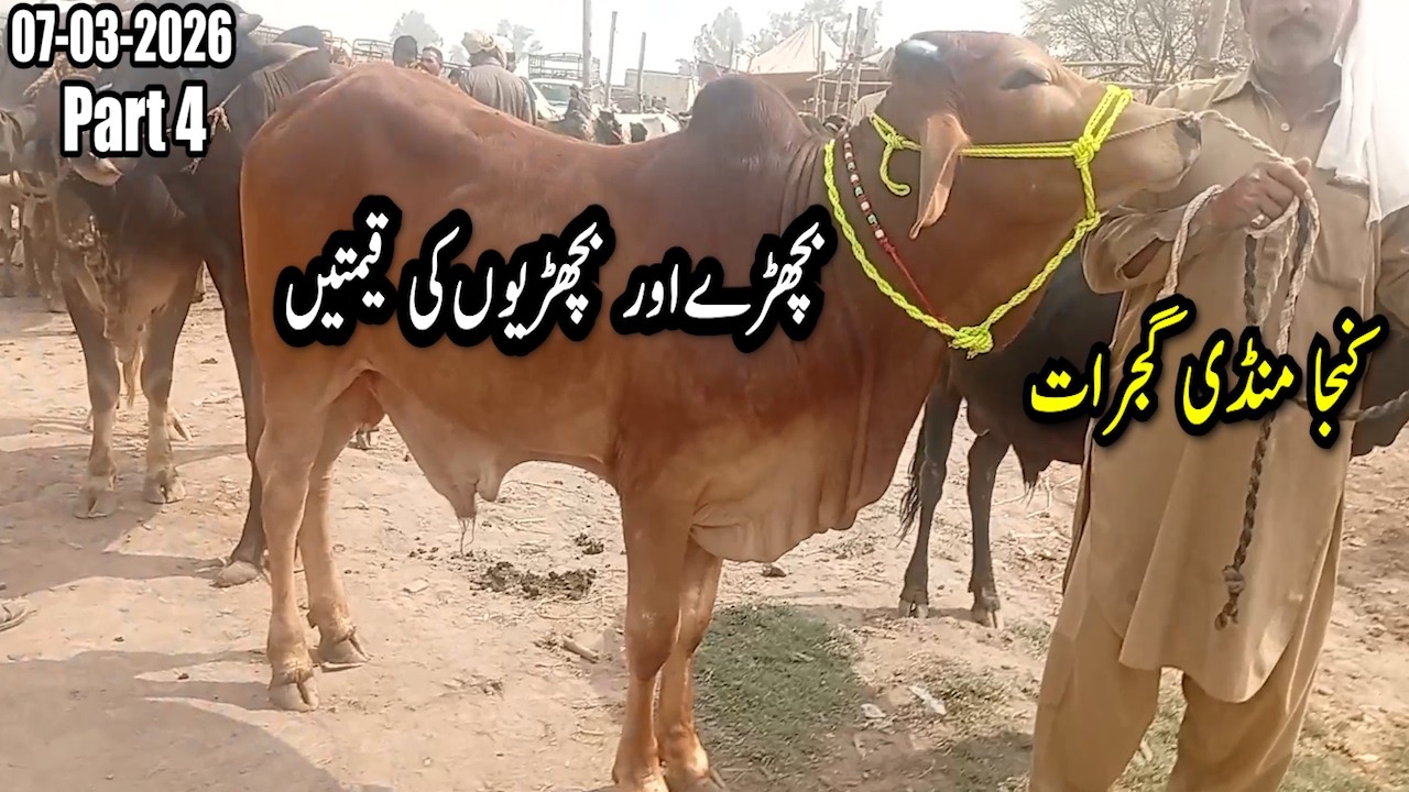 Gujrat Maweshi Mandi Mein Bachron Ke Rates Intehai Munasib #Bachray #QurbaniJanwar