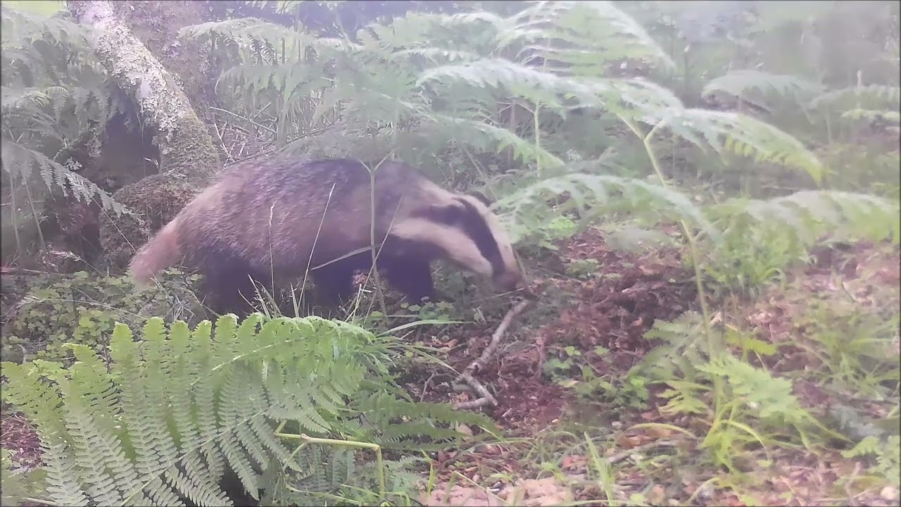 Duror mostly night badgers