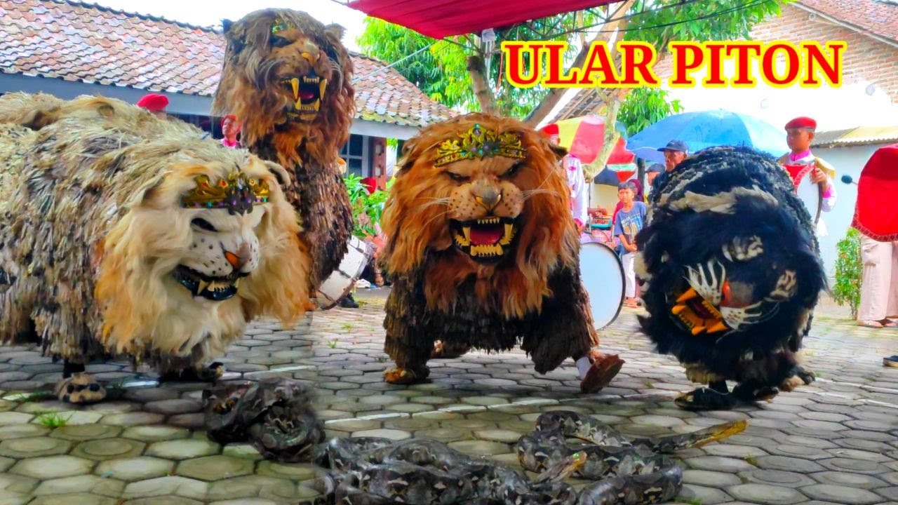 🔴LIVE | Pertarungan can macanan singo raung melawan ular piton
