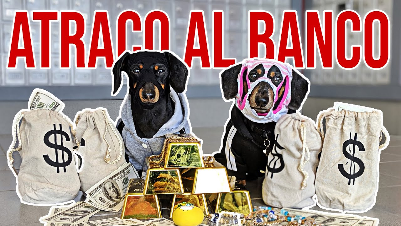¡Crusoe & Oakley dos divertidos perros salchicha roban el banco!