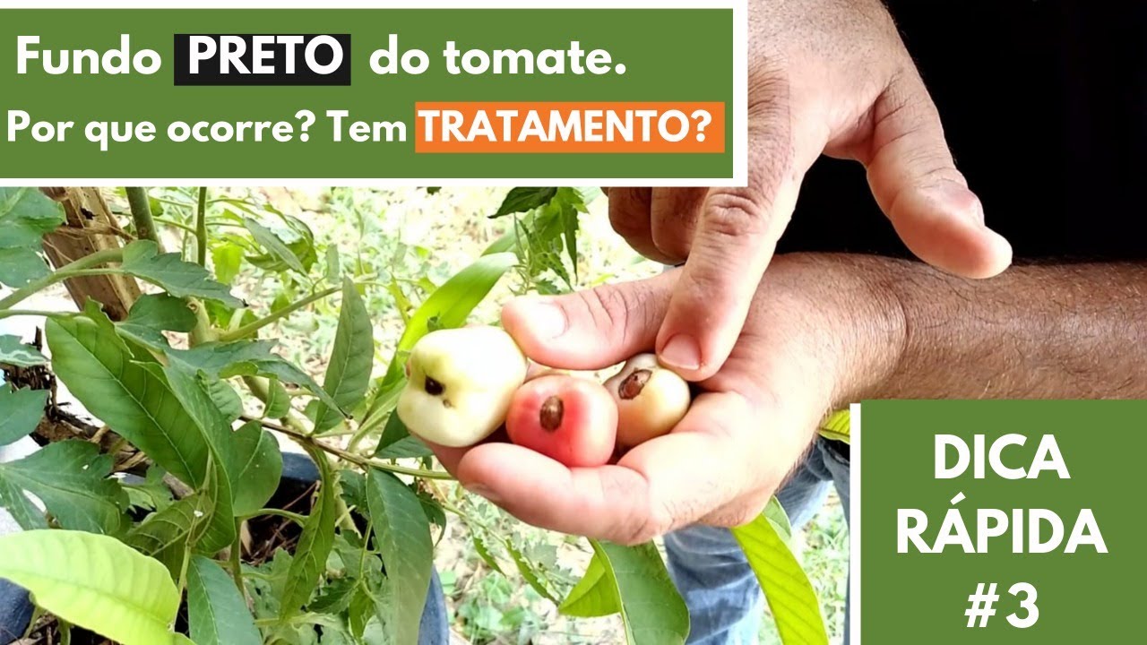 Fundo preto do tomate