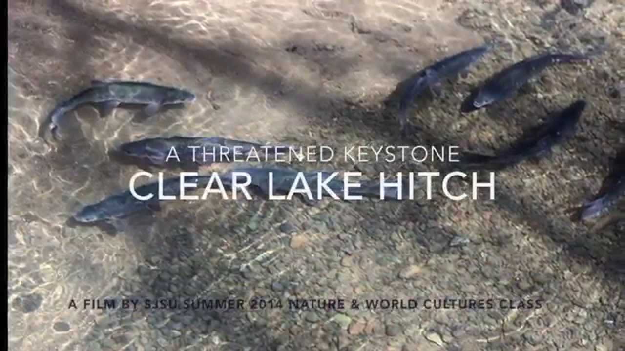 Clear Lake Hitch