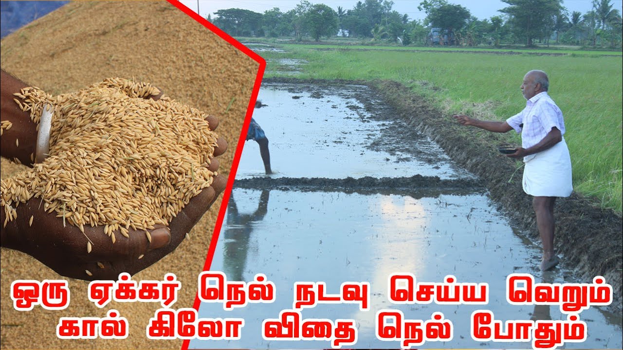 அடேங்கப்பா..வெறும் கால் கிலோ விதை நெல்லில் ஒரு ஏக்கர் நெல் சாகுபடி செய்ய முடியுமா? ஆலங்குடி பெருமாள்