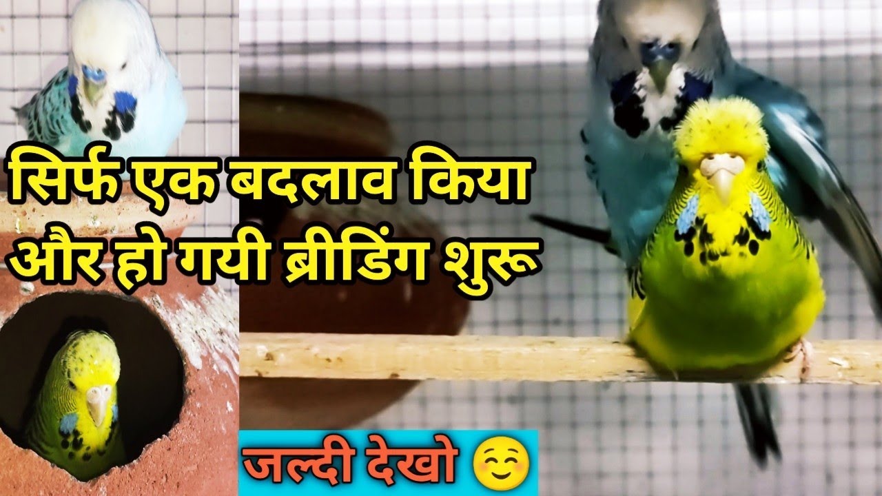 Show Cross Budgeis Parrot Breeding Tips || how to breed show cross budgeis parrot | show budgeis