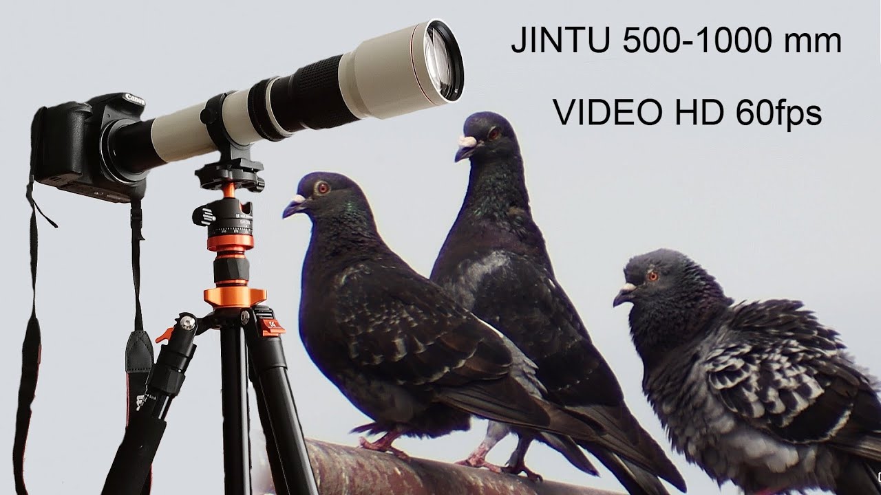 Probando Teleobjetivo JINTU 500-1000 mm con Palomas Bravías (Columba livia)
