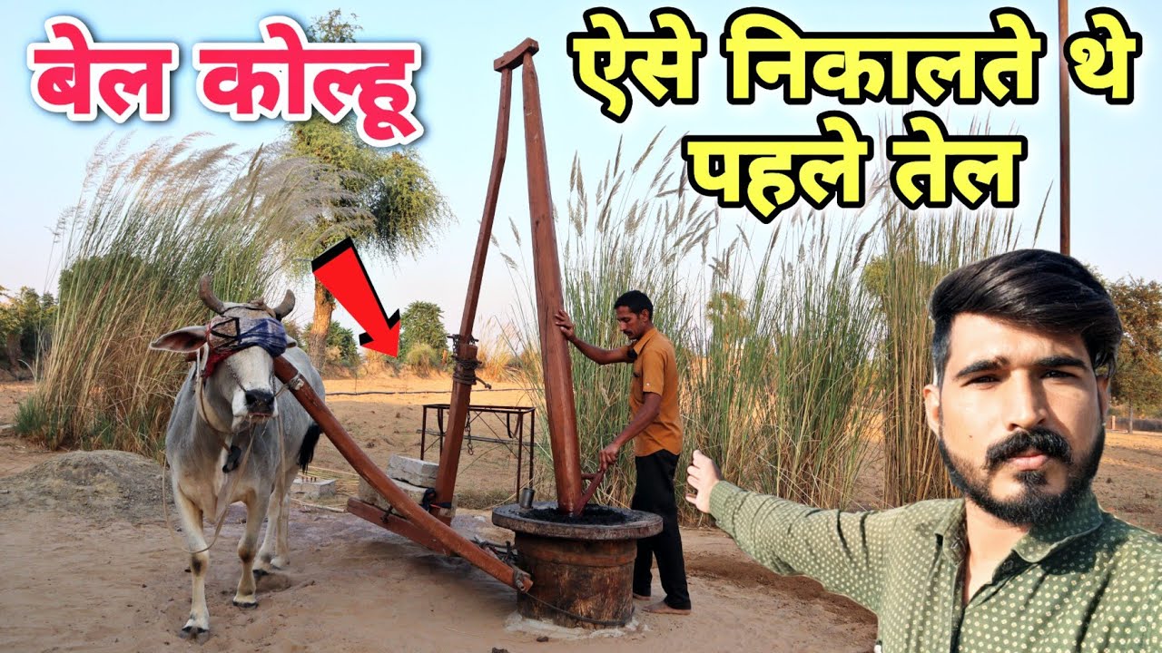 1955 का बैल कोल्हू जो आज भी चलता है || पुराने जमाने की तेल निकालने की विधि || Bail Kolhu Video