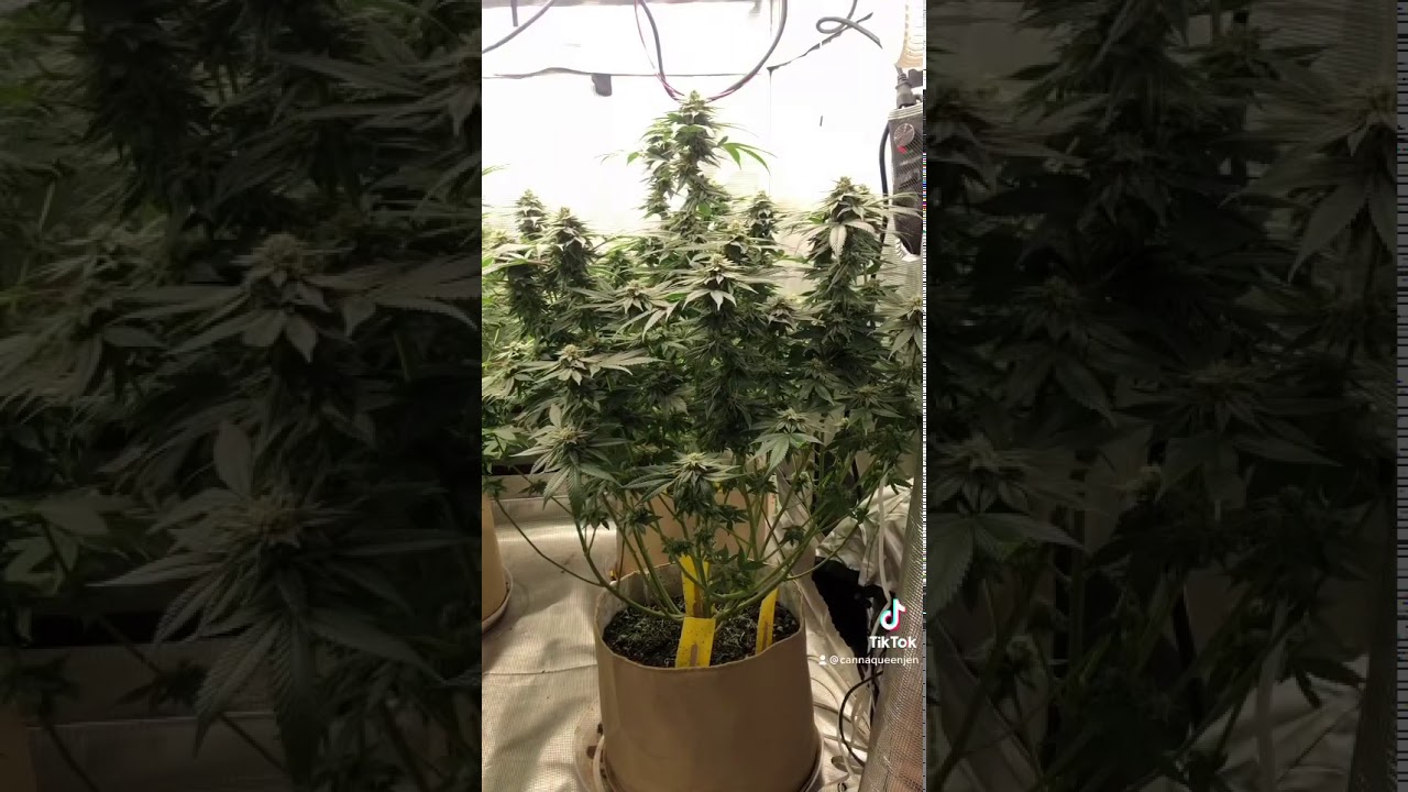 Indoor organic living soil Cannabis grow
