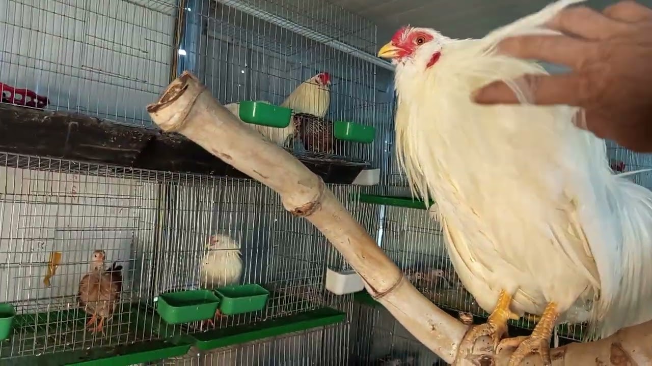Nhập thêm gà Tân Châu trích râu đuôi dài về nhân giống