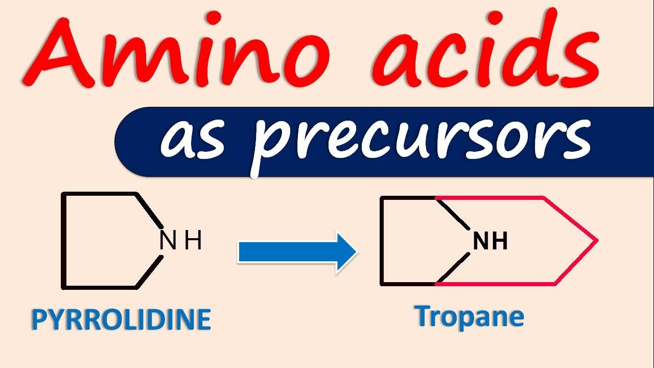 Les acides amin&eacute;s comme pr&eacute;curseurs des alcalo&iuml;des