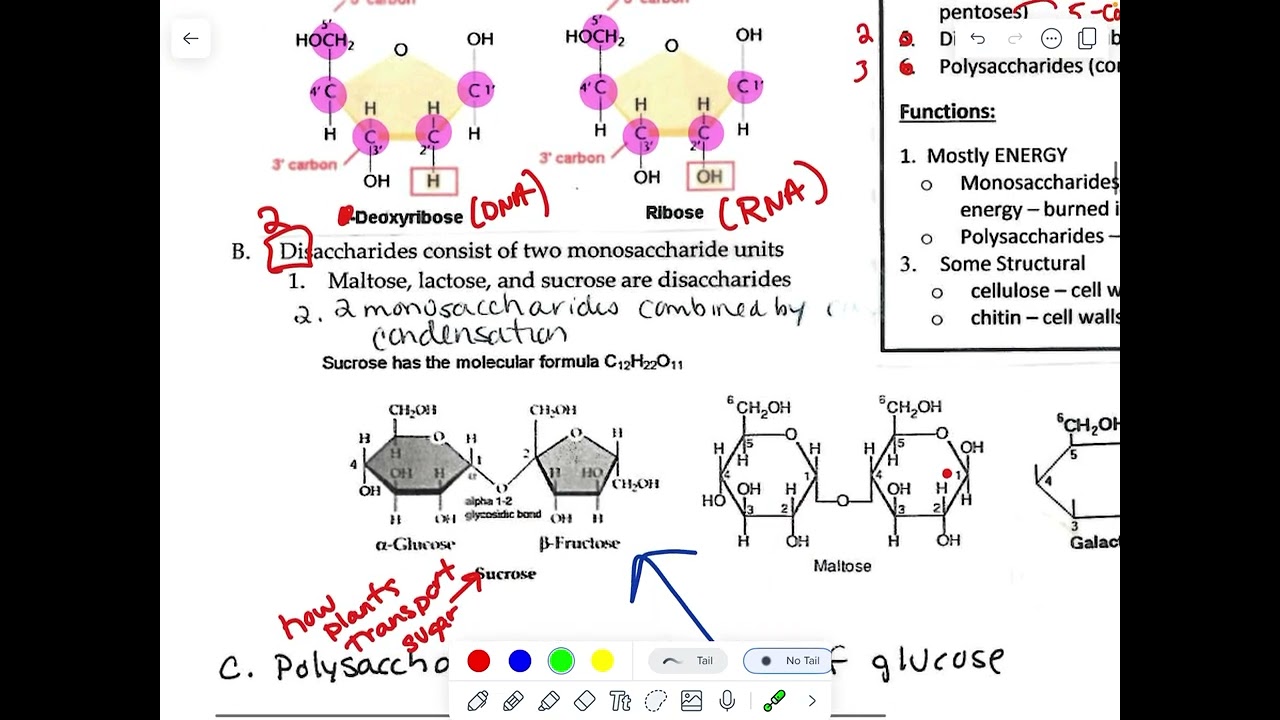 AP - Carbohydrates