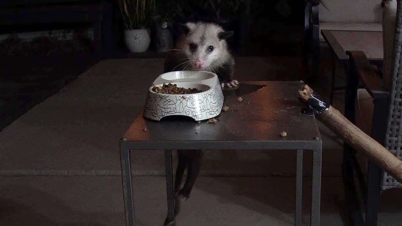 Possum Poking Stick Challenge