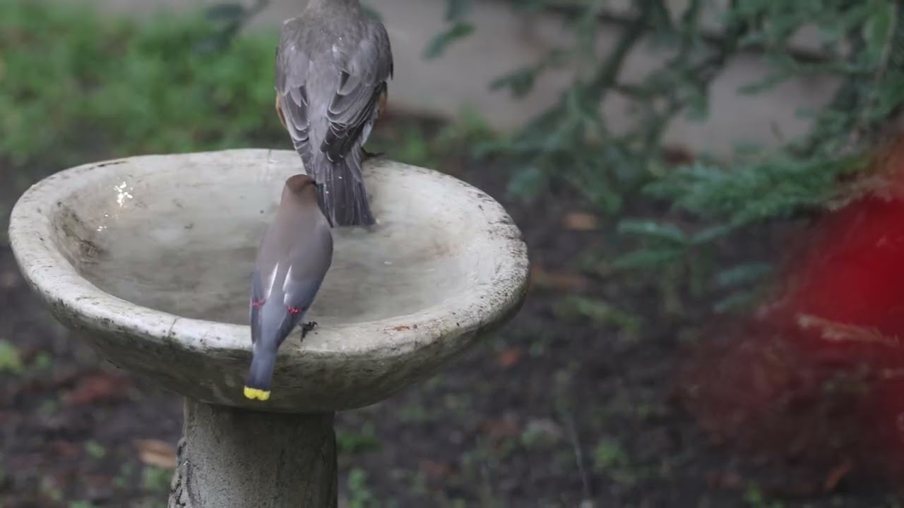 At the Bird Bath