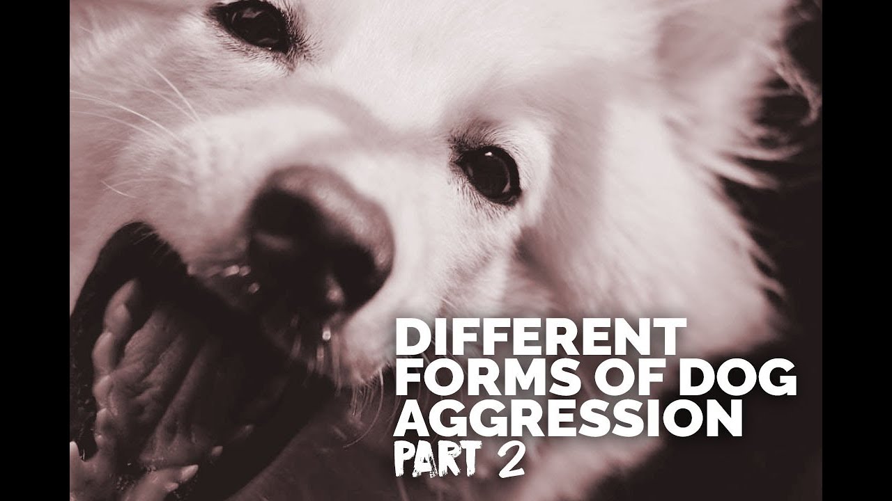 Michael Ellis on the Different Forms of Dog Aggression - Part 2