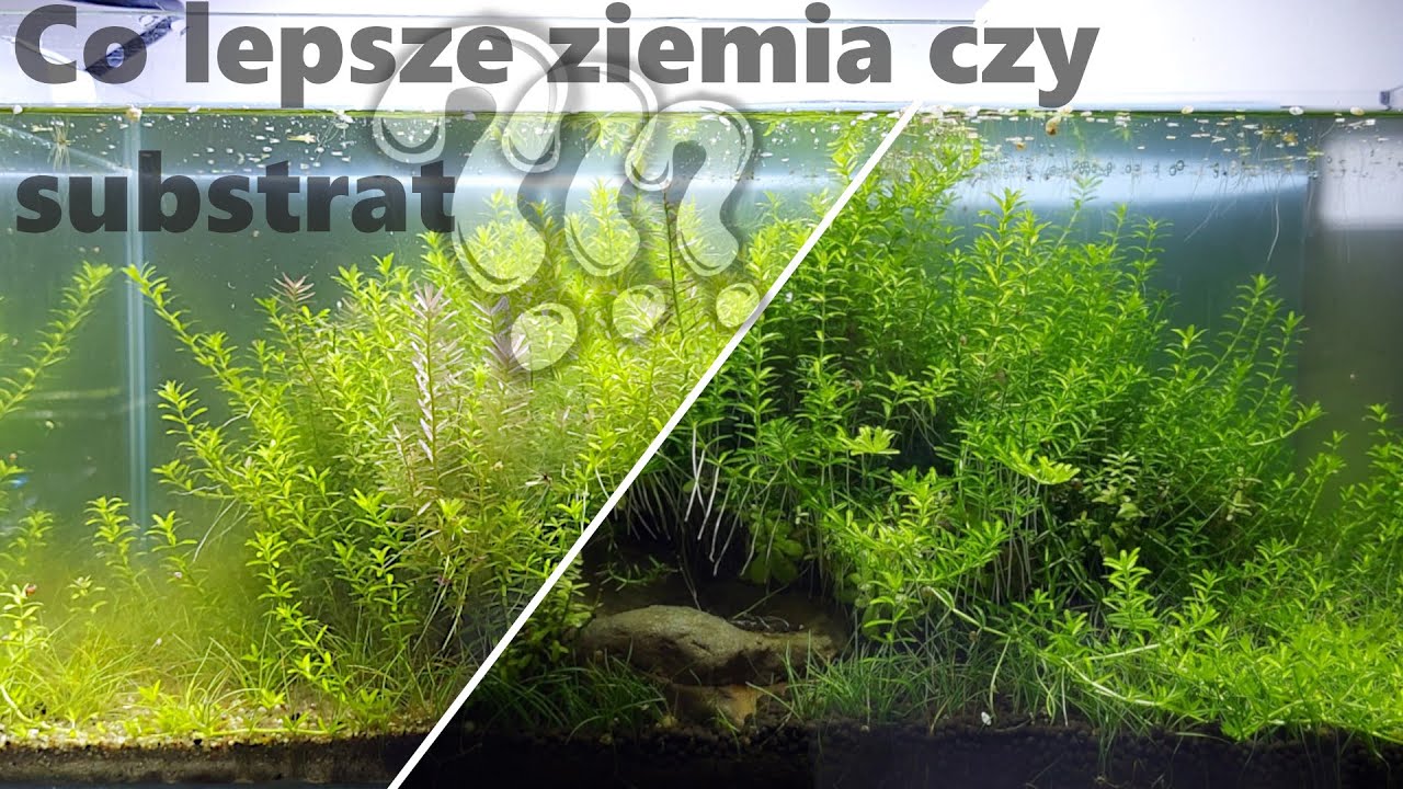 Ziemia ogrodowa vs substrat akwarystyczny. Kt&oacute;re akwarium wypadło lepiej ? Rozstrzygnięcie testu.