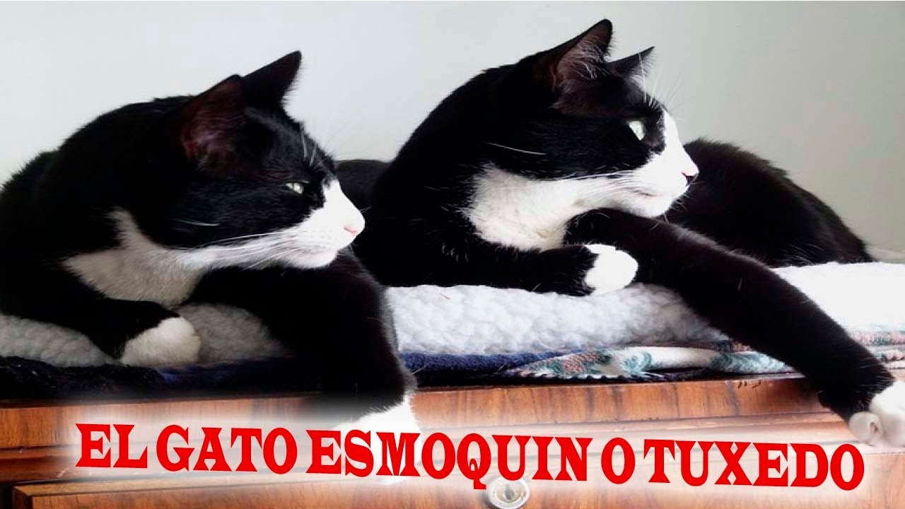 El gato Esmoquin, Tuxedo o Pintos ¿Es una Raza? Conoce sobre ellos en este video