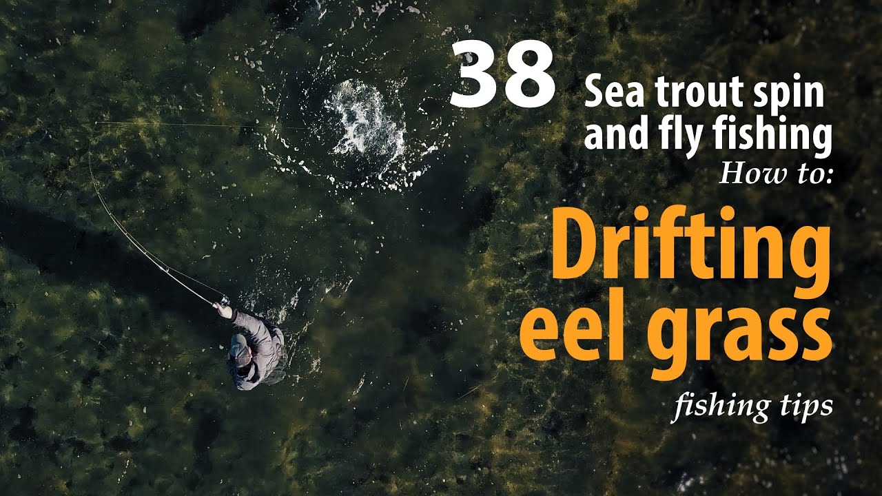 How to &bull; Sea trout - Spin and fly fishing &bull; Drifting eel grass &bull; fishing tips