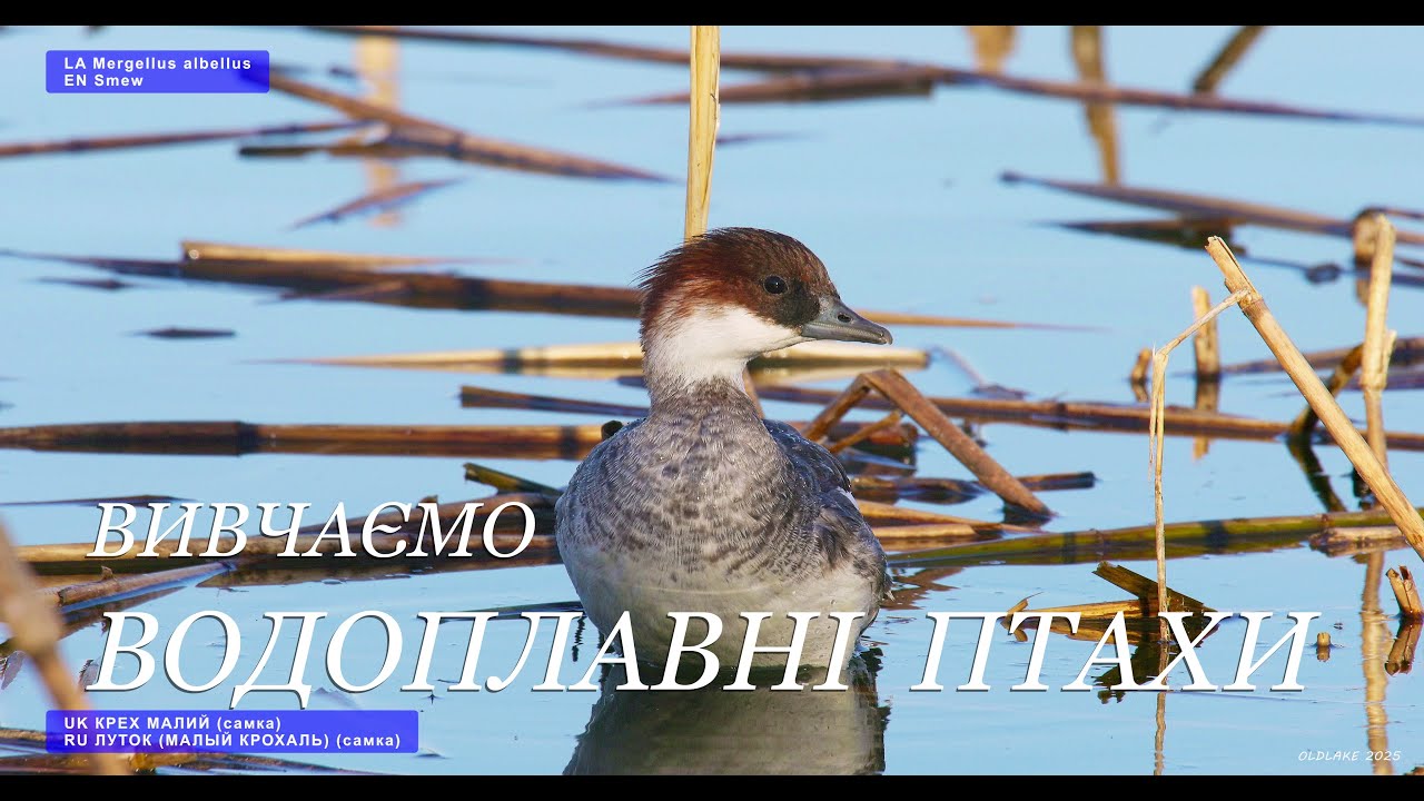 ВИВЧАЄМО ВОДОПЛАВНІ ПТАХИ.
