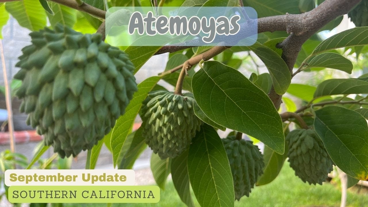Atemoyas - Fruits are big now!! - African Pride, Geffner, Lindstrom, PPC
