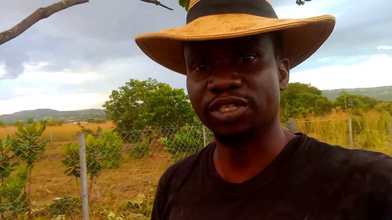 Field Fencing -- Creating Infrastructure for our Homestead in Zimbabwe (Episode 3)
